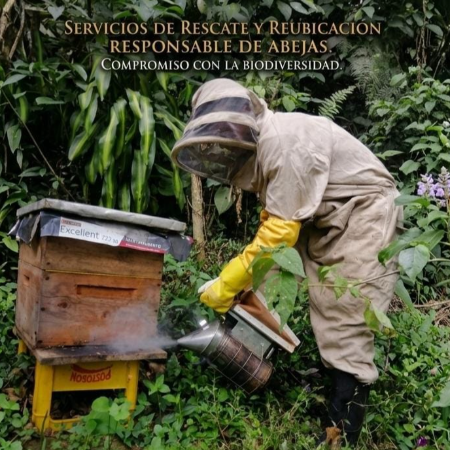 Servicio de Rescate de Abejas  Tel: 3166166034  y 3172457355